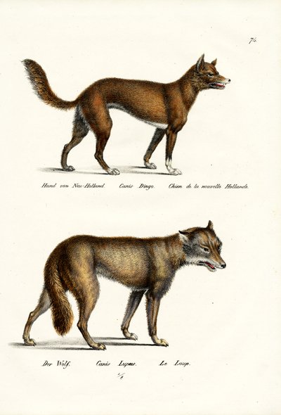 Dingo, 1824 de Karl Joseph Brodtmann